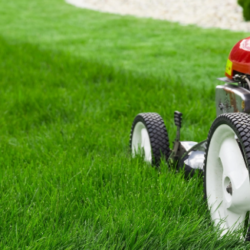 5 Tips on Maintaining the Perfect Lawn