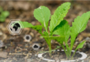 How Nanotechnology is Enhancing Fertilizers and Soil Health in Farming How Nanotechnology is Enhancing Fertilizers and Soil Health in Farming