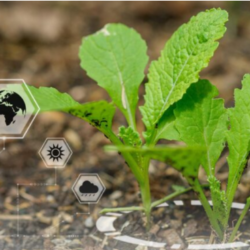 How Nanotechnology is Enhancing Fertilizers and Soil Health in Farming