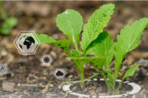 How Nanotechnology is Enhancing Fertilizers and Soil Health in Farming How Nanotechnology is Enhancing Fertilizers and Soil Health in Farming