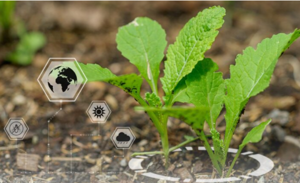 How Nanotechnology is Enhancing Fertilizers and Soil Health in Farming