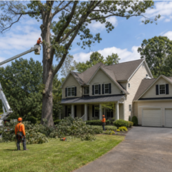 Licensed Tree Service in Prince William County, VA: A Property Owner’s Guide to Safer Tree Care